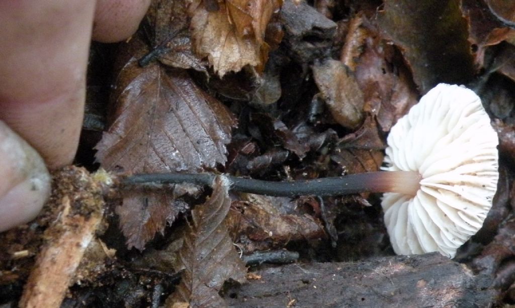 Collybia (forse) con gambo scuro